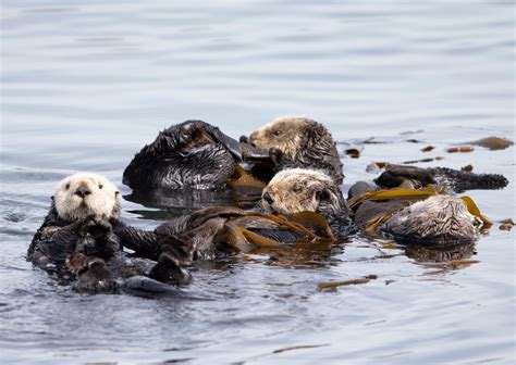 Sea Otters Predators