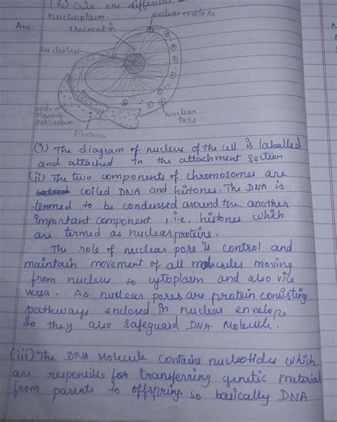 Draw the nucleus of a cell and labelthe:Double layered structure which ...