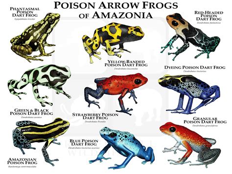 Poison Dart Frogs of Amazonia Poster Print - SIGNED BY ARTIST! - Etsy UK