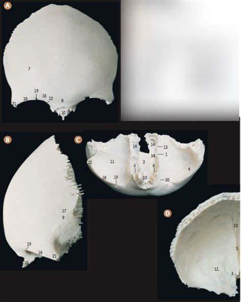 Image result for Frontal Bone Function