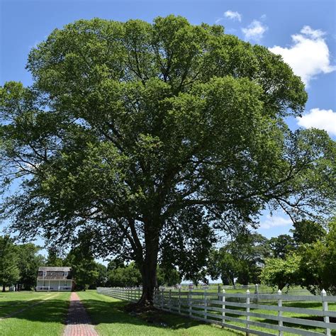 Somerset Place State Historic Site (Creswell) - 2021 What to Know ...