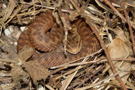 Image result for Snake Catching Adders