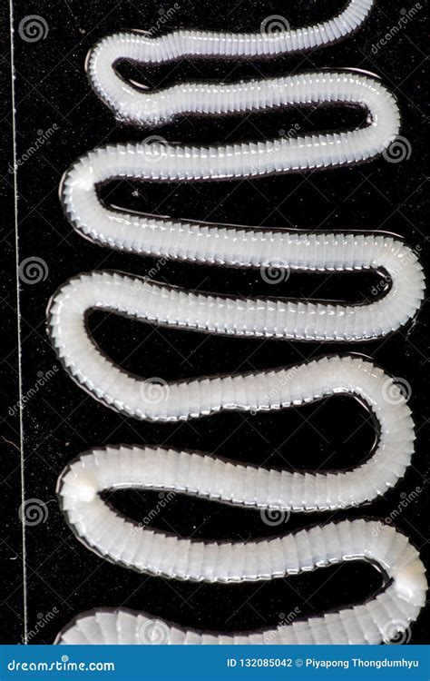 Tapeworm is a Freshwater Fish Parasite Under the Microscope for ...