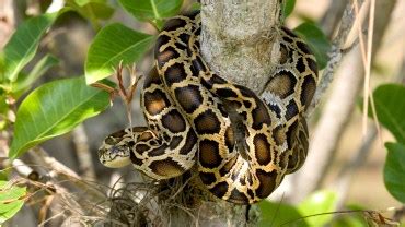Invasive Burmese Pythons Could Move as Far North as Canada | Outdoor Life