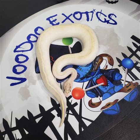 Image result for Voodoo Ball Python