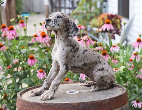 Great Dane Mix Puppies For Sale | Greenfield Puppies