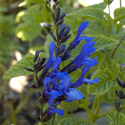 Salvia 'Black and blue' – Hills Perennials