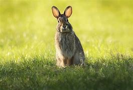 Image result for Rabbit Face in Spring