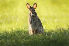 Image result for Cute Lop Bunny