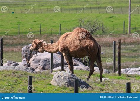 California Farm Scenery - Arabian Camel - Dromedary - One-hump Stock ...