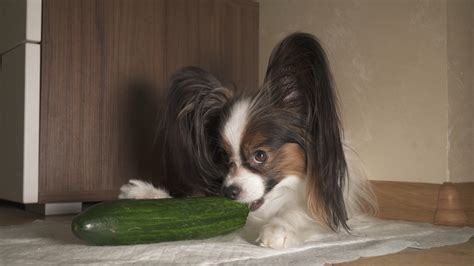 Can Dogs Eat Cucumbers? - Welcome To The Sausage Dog World