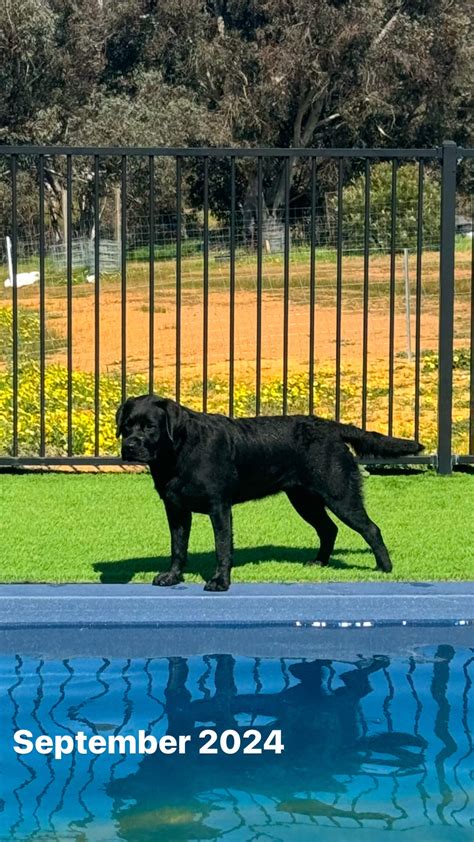 Oldcastle Graceful Style At Spiritrock Labrador Retriever - Owned by Rachel Thompson