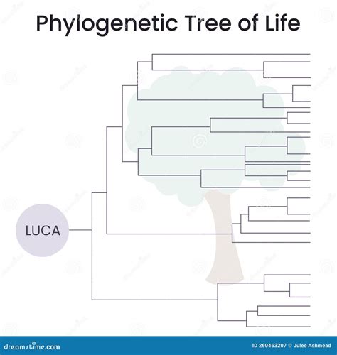 Image result for Phylogenetic Tree Examples