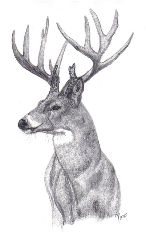 Image result for Buck Drawing Tutorial