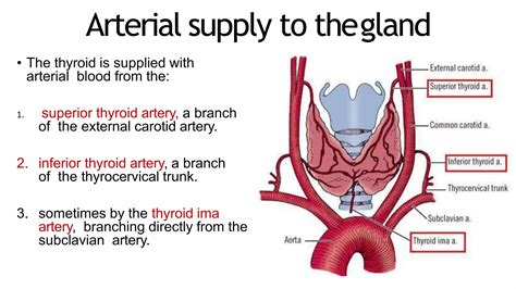 Thyroid gland surgical anatomy | PPTX