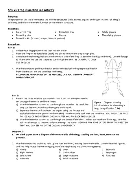 Image result for Dissecting a Frog Lab
