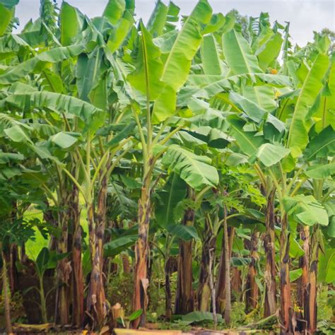 Elaichi Banana 6-10 ft. - Banana - Elaichi Banana - Fruit Trees | Della ...