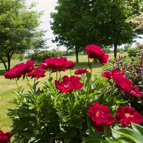 Peony 'Buckeye Belle' - Roots Plants