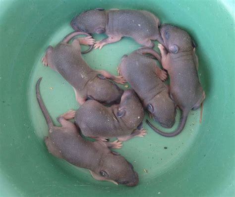 能在植物杆上做窝的小老鼠：地球上最小的老鼠，体重仅7克！ - 哔哩哔哩