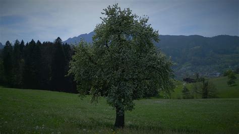 Spring View 的图像结果