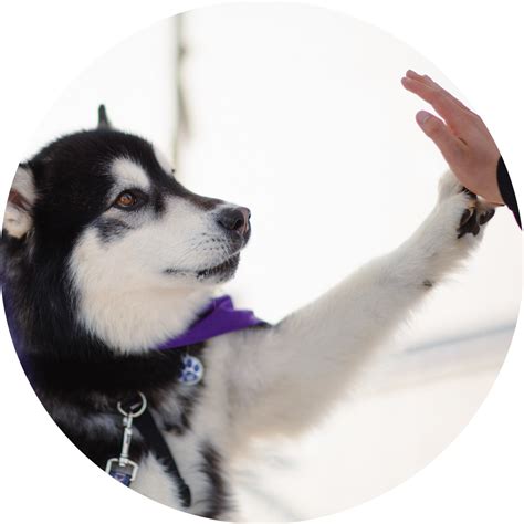 University of Washington Department of Psychology