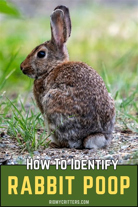 Image result for Exploding Rabbit Poop