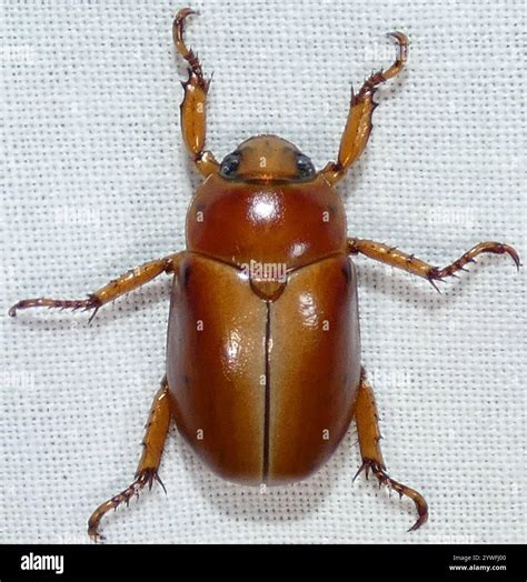 Grapevine Beetle (Pelidnota punctata Stock Photo - Alamy