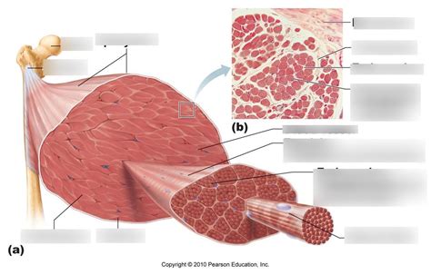 Image result for Skeletal Muscle Flow Chart