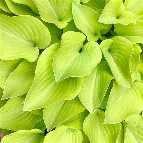 8 Easiest Hosta Varieties to Grow | The Family Handyman