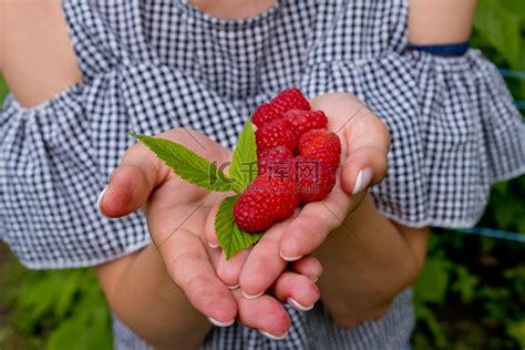一个漂亮的女人正在采摘熟的树莓 库存照片. 图片 包括有 åº­é™¢, é£ÿç‰©, èš±åœ, å ‘ç‹‚ - 183534498