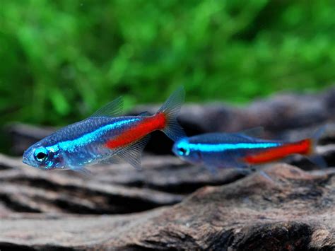 Tetra Fish Types: Guide to Types of Tetras (29 Species) - Fish Laboratory