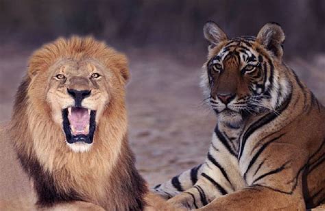 梦见老虎和狮子_周公解梦梦到老虎和狮子是什么意思_做梦梦见老虎和狮子好不好_周公解梦官网