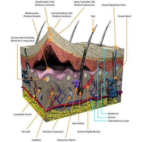 Image result for How Skin Cancer Forms