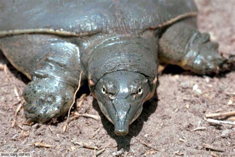 Fastest Softshell Turtle 的图像结果