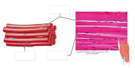 Skeletal Muscle Tissue Diagram | Quizlet