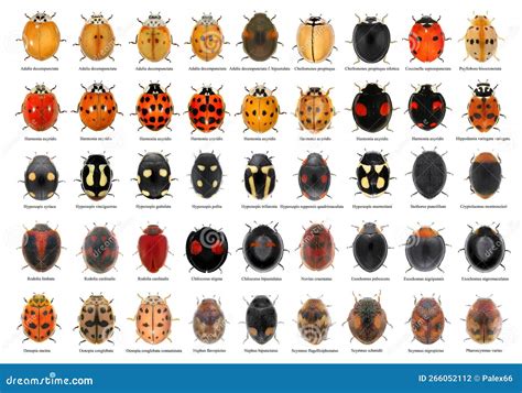 Ladybugs Ladybird Beetles Coleoptera: Coccinellidae Stock Photo - Image ...