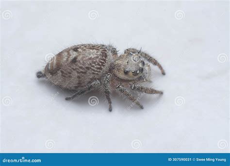 Close Shot of the Hairy Salticidae Spider. Stock Image - Image of hairy ...