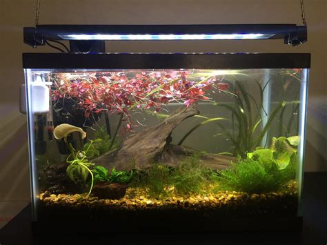Snails For 5 Gallon Tank at David Desantis blog