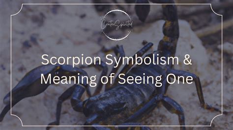 Scorpion Symbolism & Meaning of Seeing One