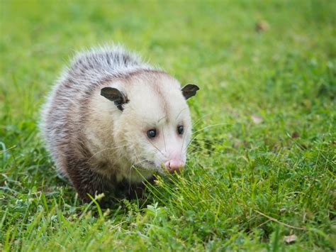 Dealing With Backyard Possum Problems - How To Get Rid Of An Opossum