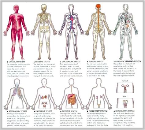 Biological System 的图像结果