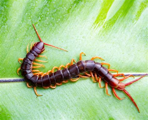 Kankhajura Bhagane ke Upay: घर में निकल रहे हैं कनखजूरे तो उन्‍हें ...