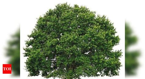 Illegal trade of khair trees on the rise during winter | Goa News ...