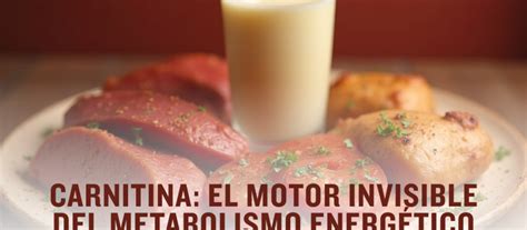 Carnitina: un nutriente clave para la energía celular y la salud ...