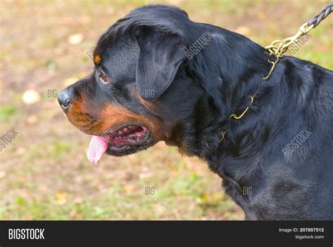 Are Rottweilers Long Or Short Haired