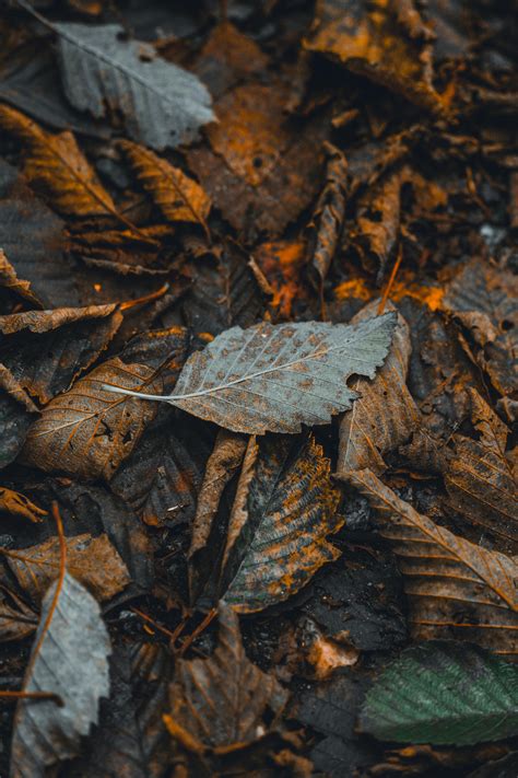 Earth No Background 的图像结果