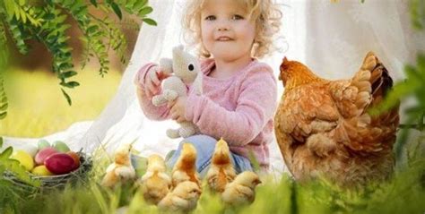 Heritage Spring Chick & Feed Sale, Healing Homestead, Duffield, 2 March ...