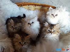 foto gatti persiani cuccioli gattini persiani golden e silver shaded in vendita a pisa pi foto gatti persiani cuccioli gattini persiani golden e silver shaded in vendita a pisa pi