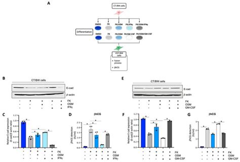 Oncostatin M and STAT3 Signaling Pathways Support Human Trophoblast ...