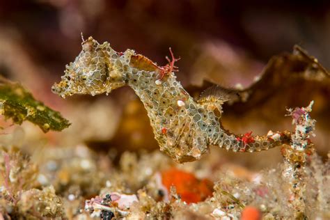 Colorful Seahorse Images